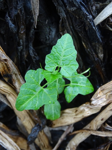 Actinostemma tenerum — photo