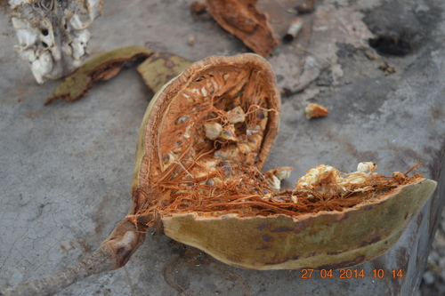 Adansonia digitata (Boabab) — photo