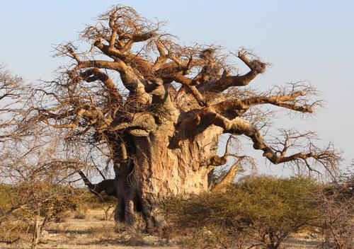 Adansonia digitata (Boabab) — photo