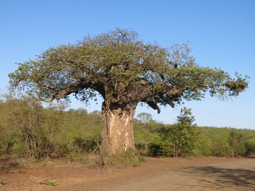 Adansonia digitata