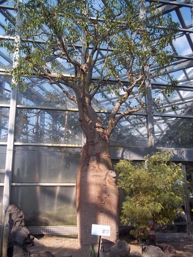 Adansonia fony var. rubrostipa (Fony boabab) — photo