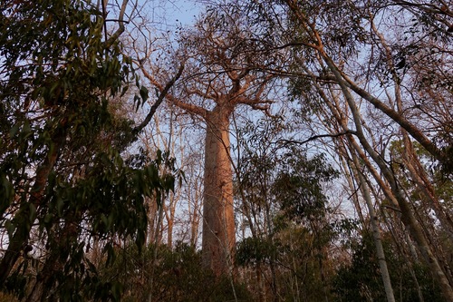 Adansonia fony var. rubrostipa (Fony boabab) — photo