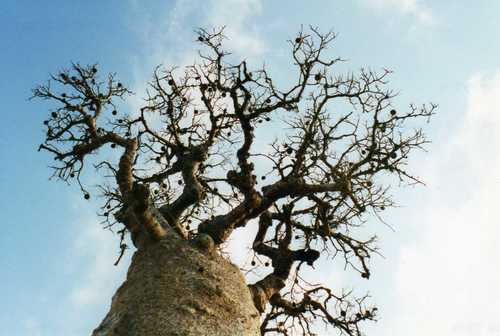 Adansonia fony var. rubrostipa