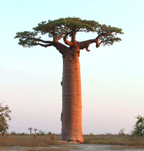 Adansonia grandidieri (Giant boabab) — photo