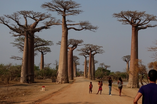 Adansonia grandidieri (Giant boabab) — photo