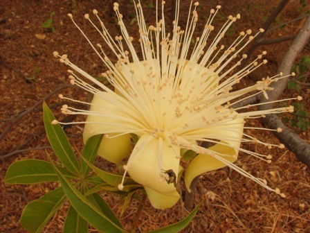 Adansonia gregorii (Bottle Tree) — photo