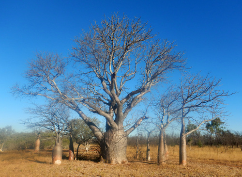 Adansonia gregorii (Bottle Tree) — photo