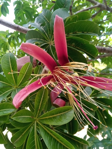 Adansonia madagascariensis (Madagascar boabab) — photo