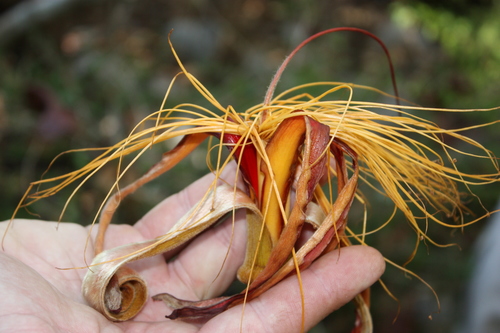 Adansonia madagascariensis
