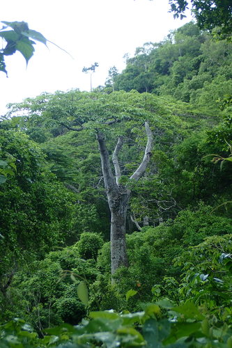 Adansonia perrieri — photo