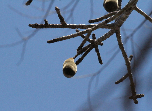 Adansonia perrieri — photo