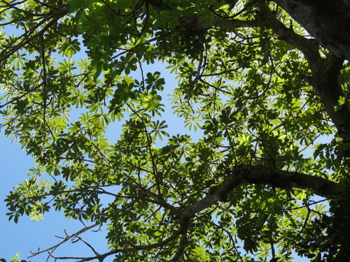 Adansonia perrieri