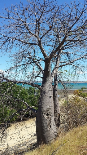 Adansonia suarezensis