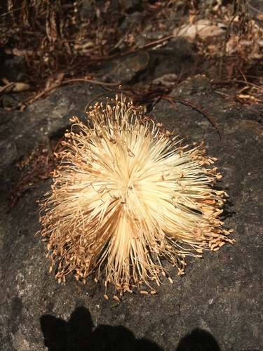 Adansonia suarezensis (Bozy) — photo