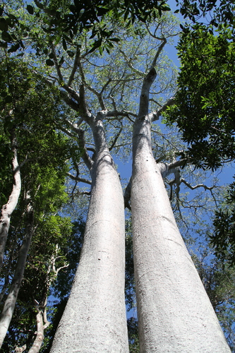 Adansonia za (Za) — photo