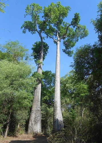 Adansonia za (Za) — photo