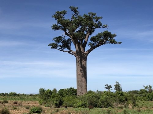 Adansonia za