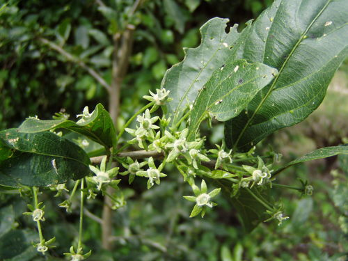 Adelia barbinervis (Ata) — photo