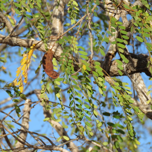 Adenanthera abrosperma — photo