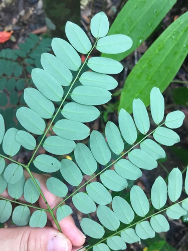 Adenanthera pavonina (Barbados pride) — photo