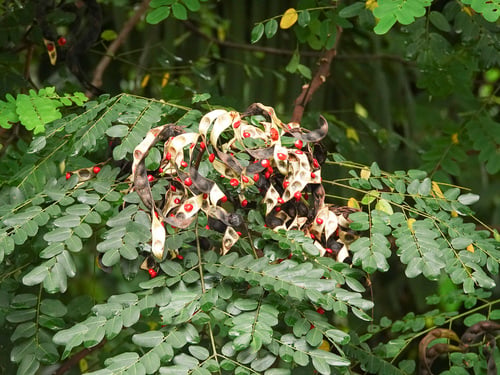 Adenanthera pavonina