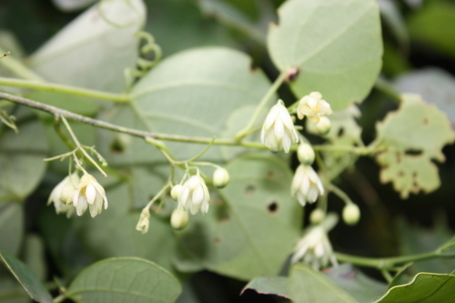 Passifloraceae