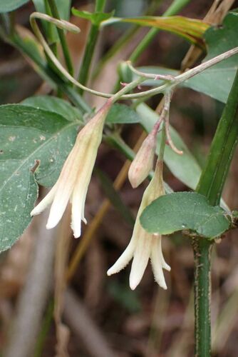 Adenia digitata (Wild granadilla) — photo