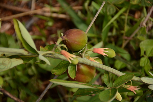 Adenia digitata (Wild granadilla) — photo