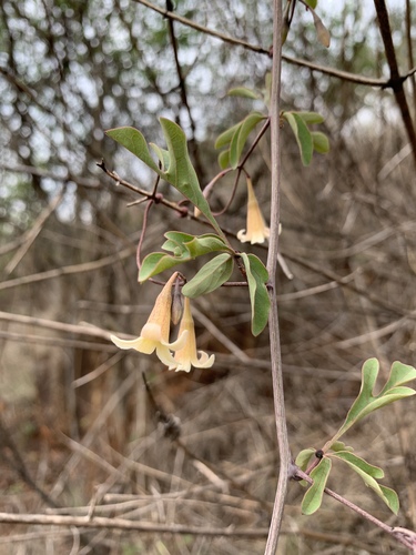 Adenia digitata