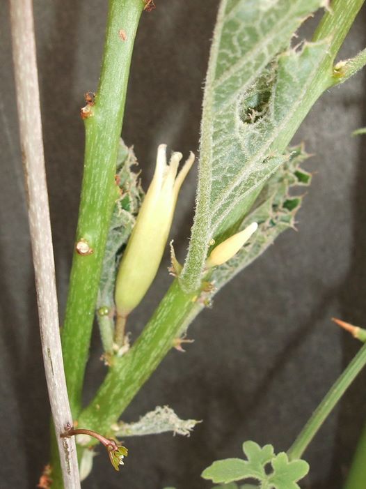 Adenia ellenbeckii