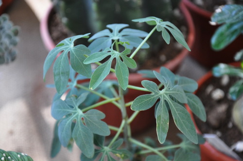 Adenia glauca