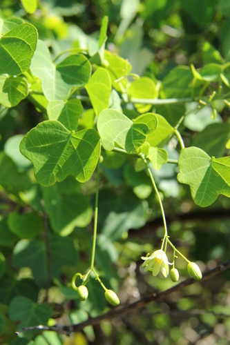Adenia gummifera (Snake climber) — photo