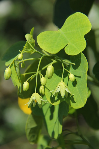 Adenia gummifera (Snake climber) — photo