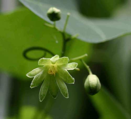 Adenia gummifera