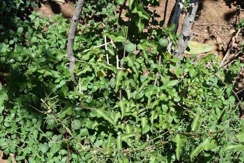Adenia hastata (Snake climber) — photo