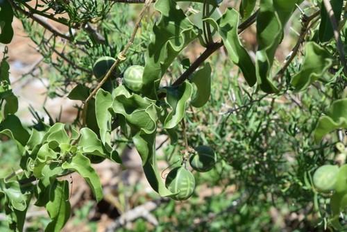 Adenia hastata
