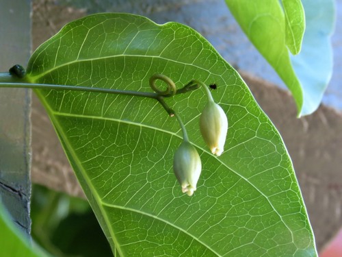 Adenia heterophylla (Lacewing Vine) — photo