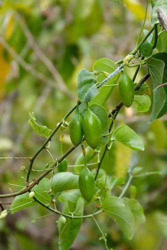 Adenia heterophylla