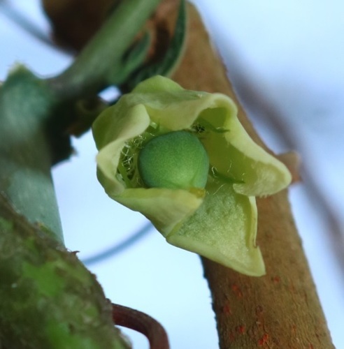 Adenia hondala — photo