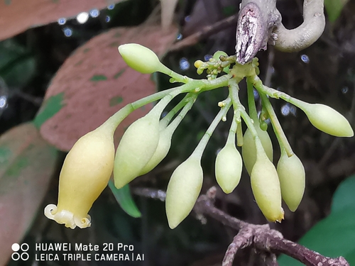 Adenia macrophylla — photo