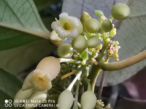 Adenia macrophylla