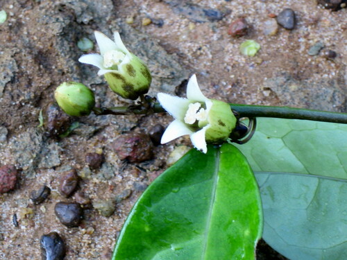 Adenia mannii — photo