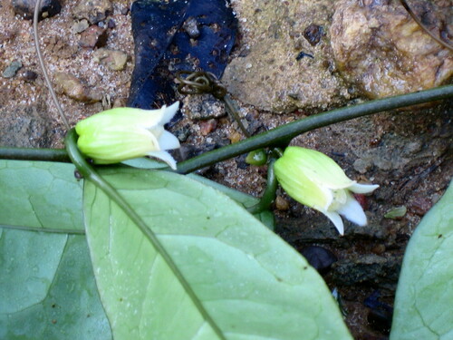 Adenia mannii