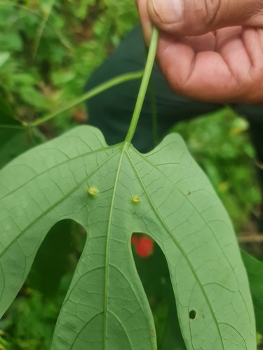 Adenia trilobata