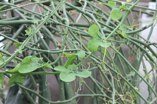 Adenia venenata