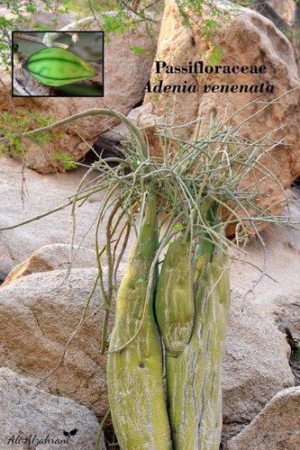 Adenia venenata — photo
