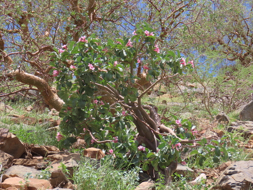 Adenium boehmianum (Desert Rose) — photo