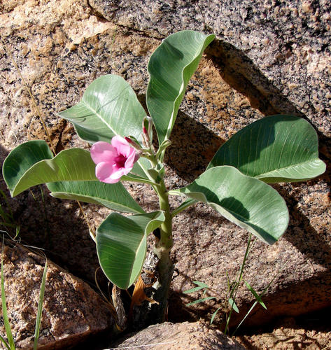 Adenium boehmianum (Desert Rose) — photo
