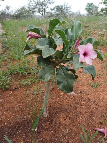 Adenium boehmianum