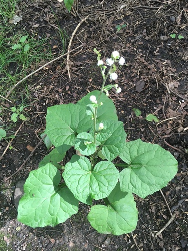 Adenocaulon himalaicum (Gnalep) — photo